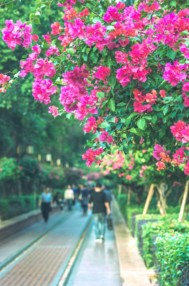 深圳，深圳.jpg